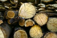 Sawn Up Tree Stock Photo Sawn Up Tree Stock Photo