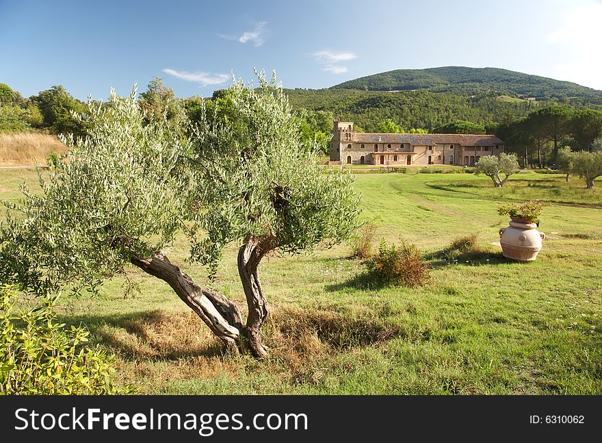View of a luxury country house in the famous tuscan hills, Italy. In foreground an olive tree. View of a luxury country house in the famous tuscan hills, Italy. In foreground an olive tree.