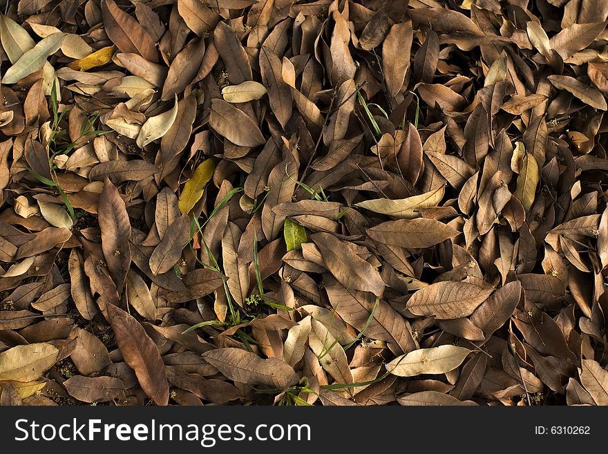 Lots of fallen leaves in autumn