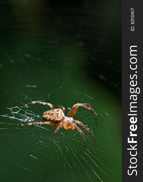 Spider closeup on dark green background