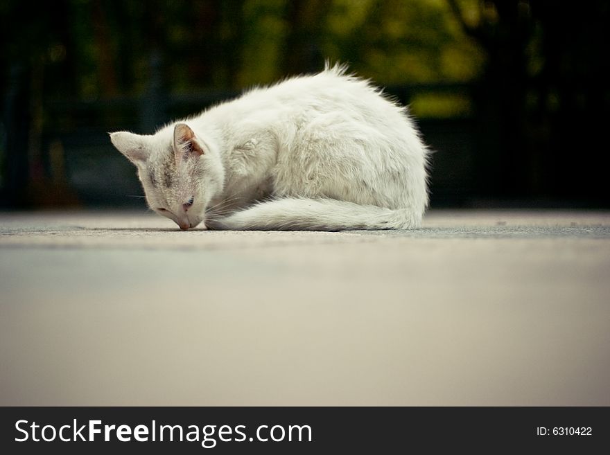 A white cat in a temple