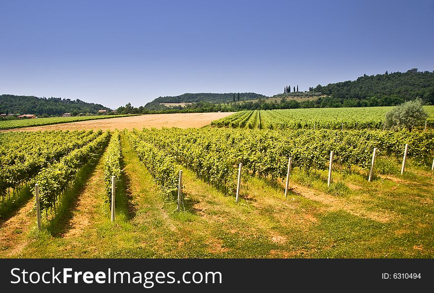 View of italian vineyard during summer