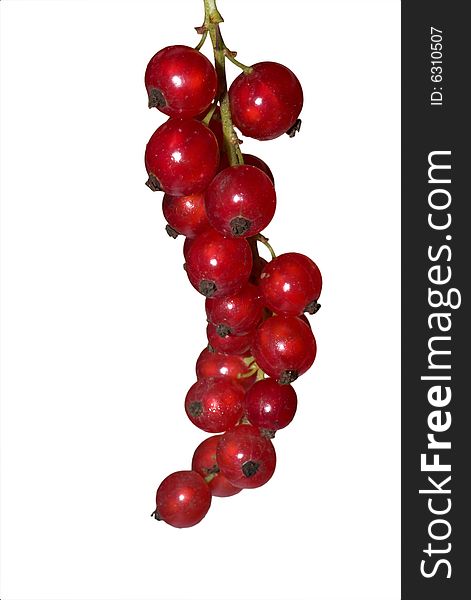 Red currant