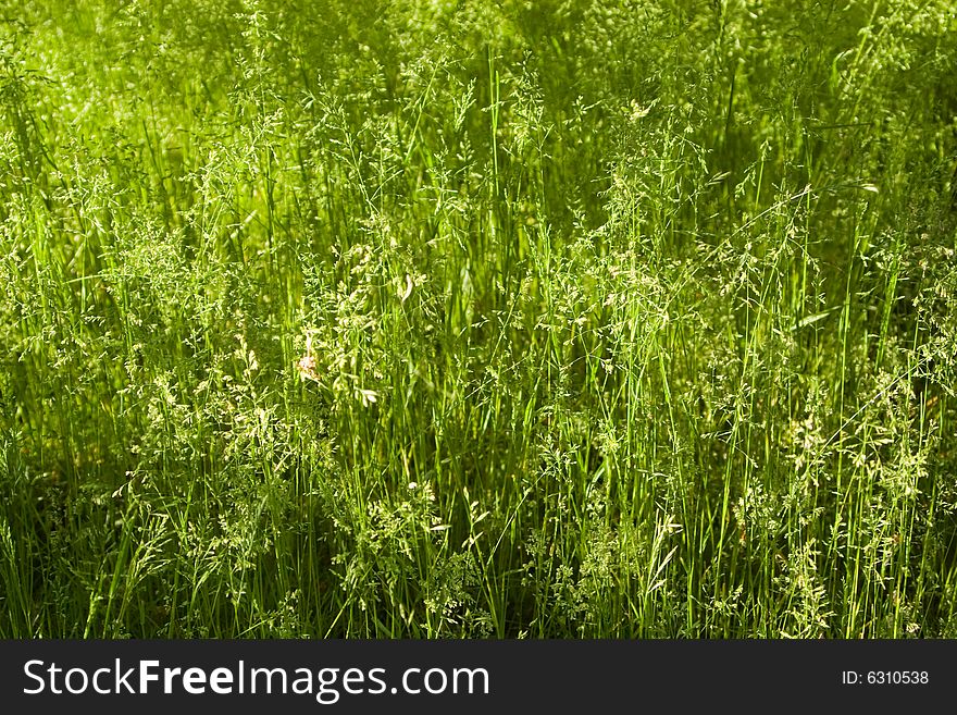 Sunlit wild green grass background