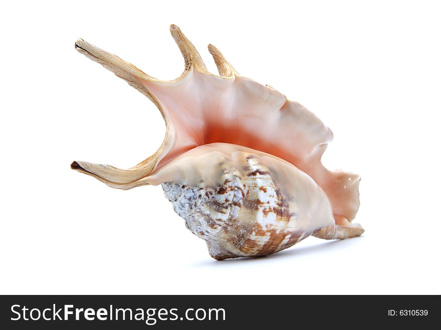 Beautifull seashell on white background