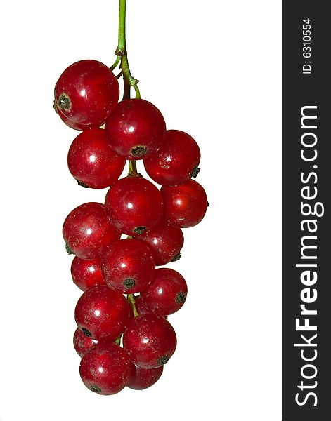 Red currant on white background