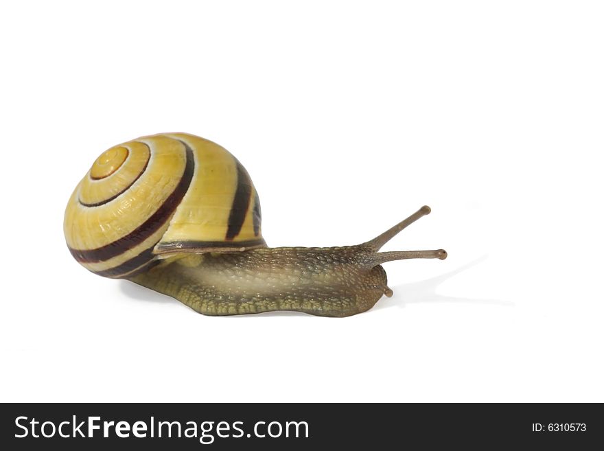 Snail in a hurry on white background. Snail in a hurry on white background