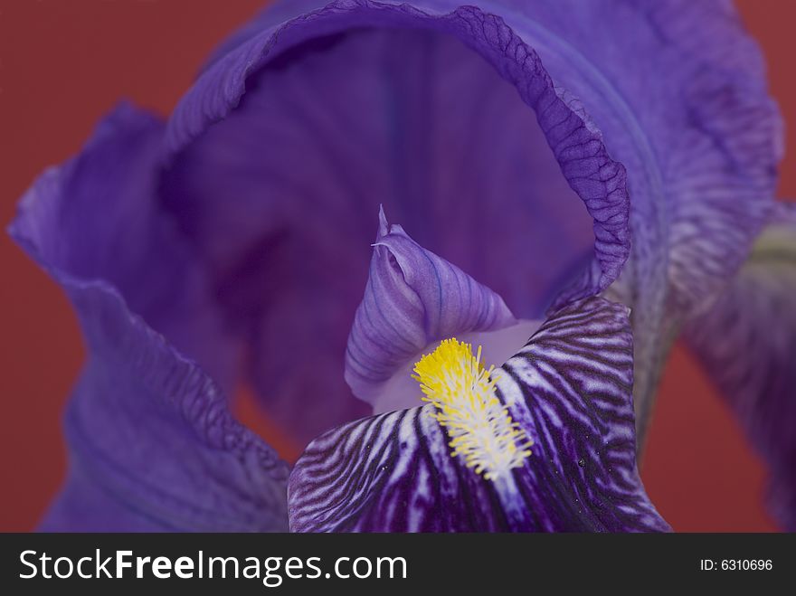Beautifull blue iris flower closeup. Beautifull blue iris flower closeup