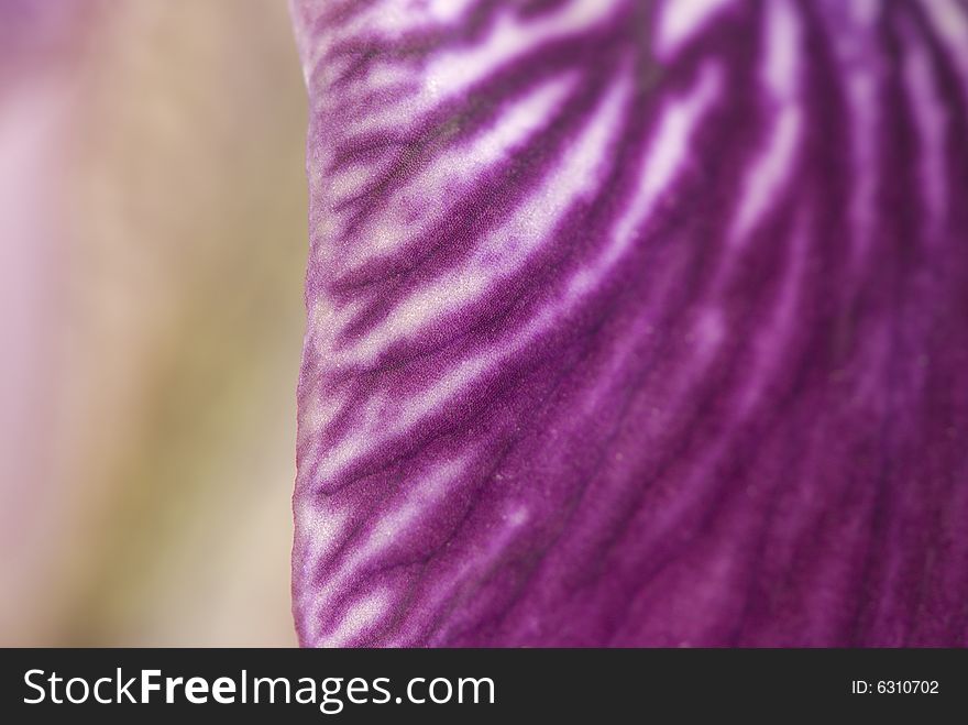 Beautifull iris flower detail closeup. Beautifull iris flower detail closeup