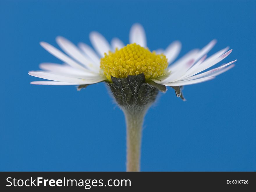 Broken white daisy on blue background. Broken white daisy on blue background