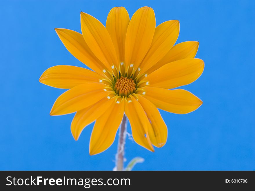 Abstract orange flower on blue background