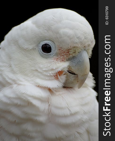 Portait of a cockatoo parrot