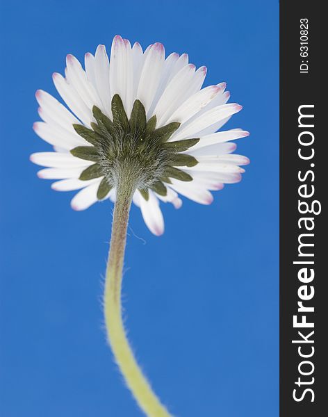 White daisy closeup on blue background