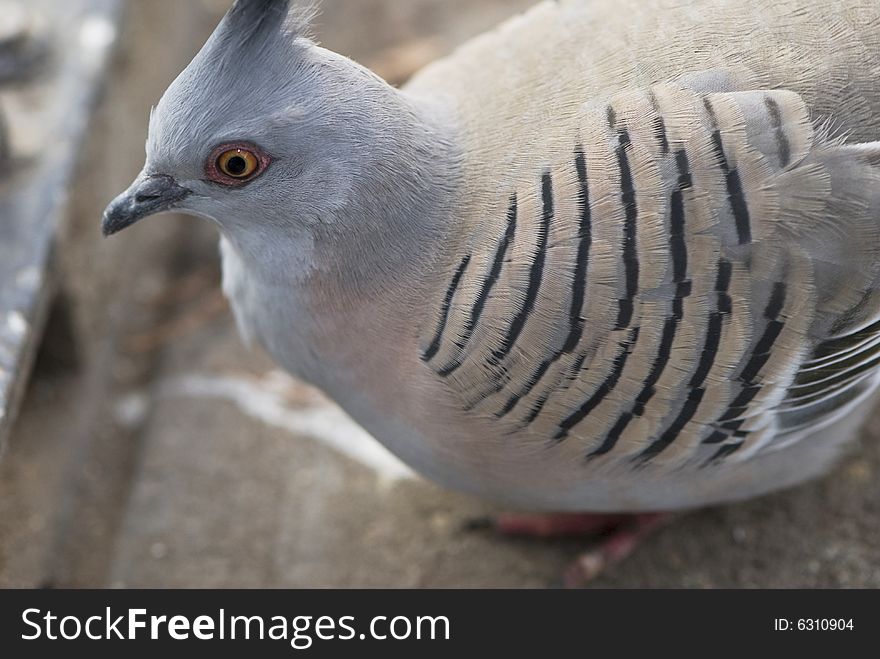 Macro Pigeon