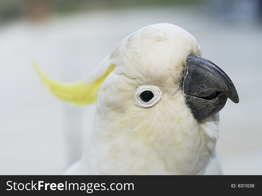 Sulphur Crested Cockatoo with white background