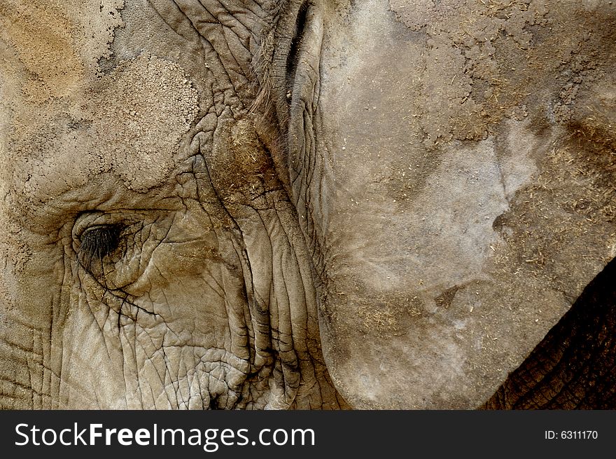 Abstract image of a big elephant