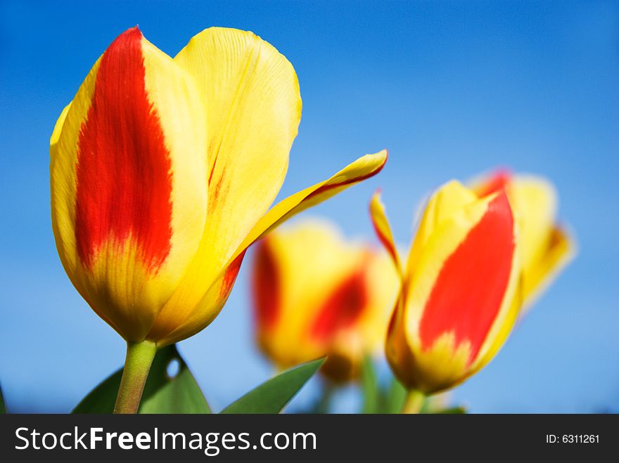 Colorful tulips against blue sky