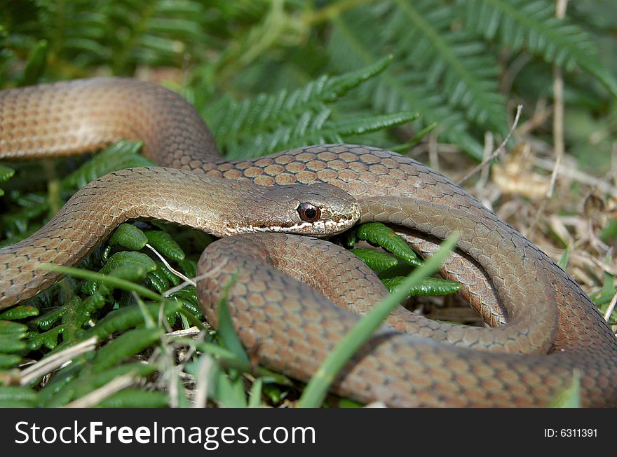 White lipped snake sitting in grass