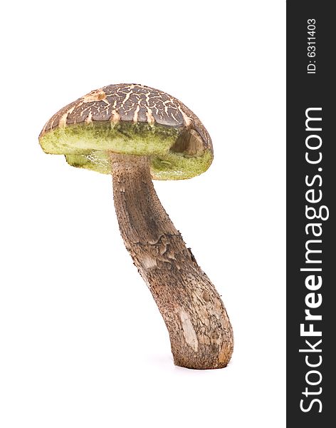 Edible mushroom on white background