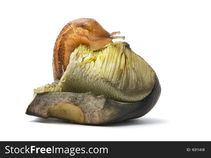 Little snail on a piece of mushroom