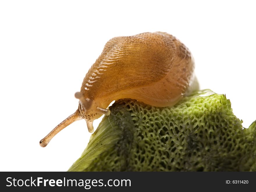 Little snail on a piece of mushroom