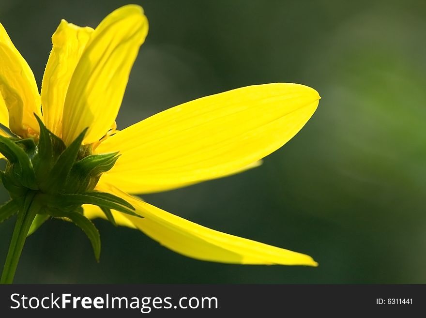 Close-up of Tall Coreopsis (Coreopsis tripteris) in the yellow daisy family back lit by the morning sun.