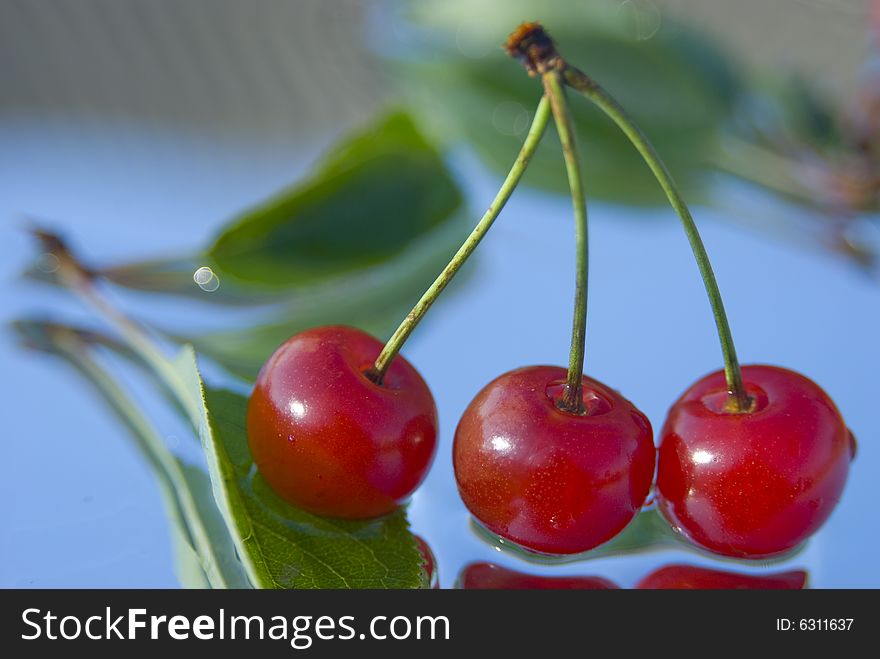 Wet summer morello cherry with green leaves. Wet summer morello cherry with green leaves