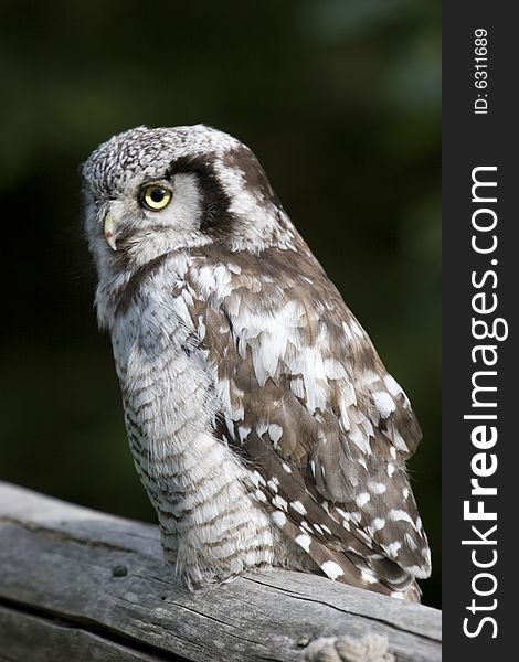 Great Grey owl perched in Sweden. Great Grey owl perched in Sweden