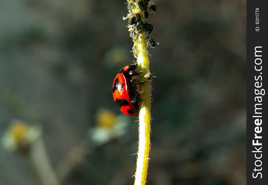 A small lady bug climbing up a flower in a garden.