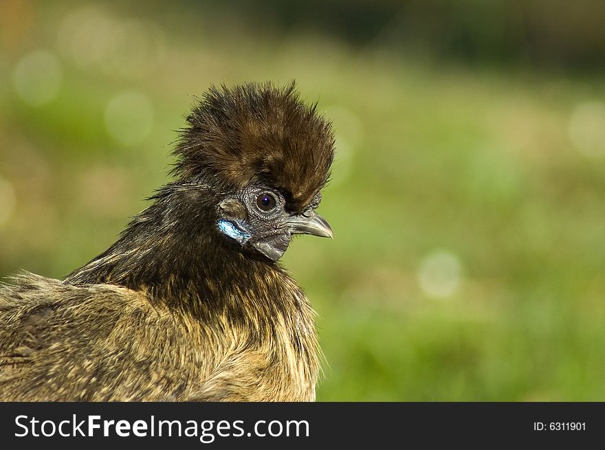 Chinese Silky Bantam with green blurred background