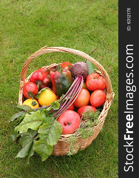 Basket with vegetables - autumn gifts of a nature