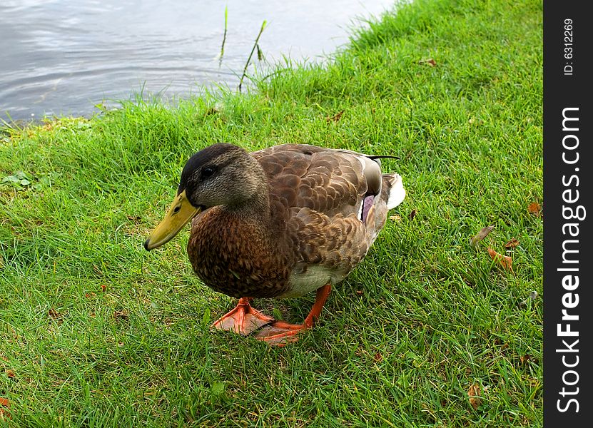 Duck on the green grass. Duck on the green grass