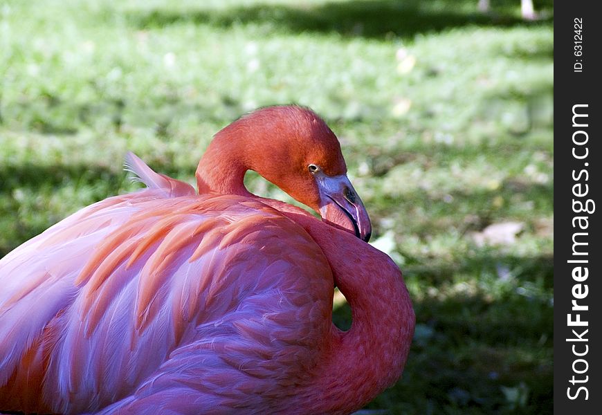 A single pink flamingo that seems to be preening itself.
