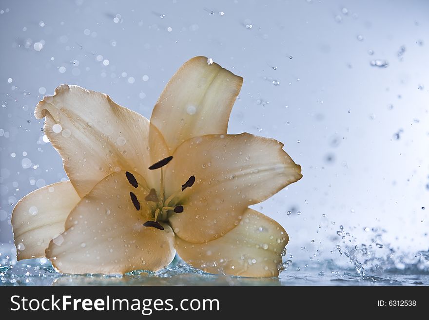 Splashing Lily