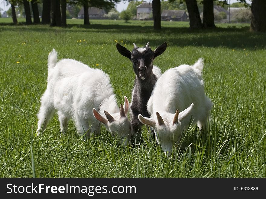 Three baby goats on the grass