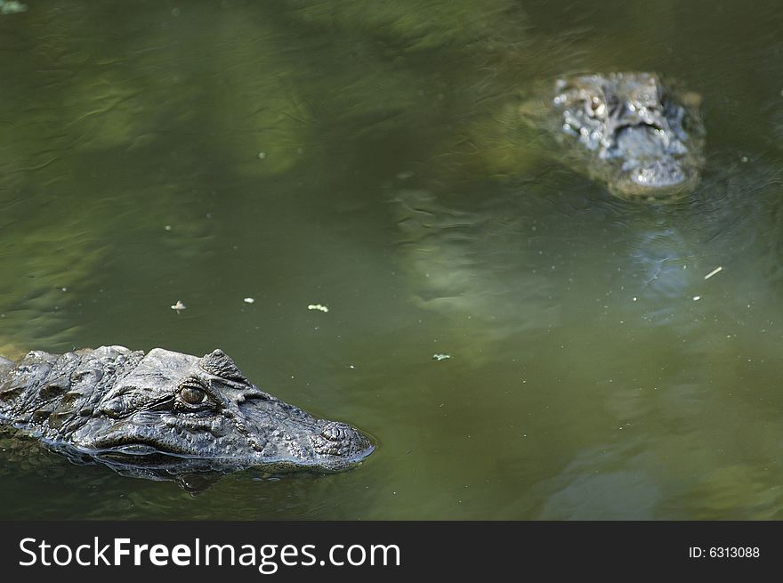 Alligator in natural abitat, couple to lookout.