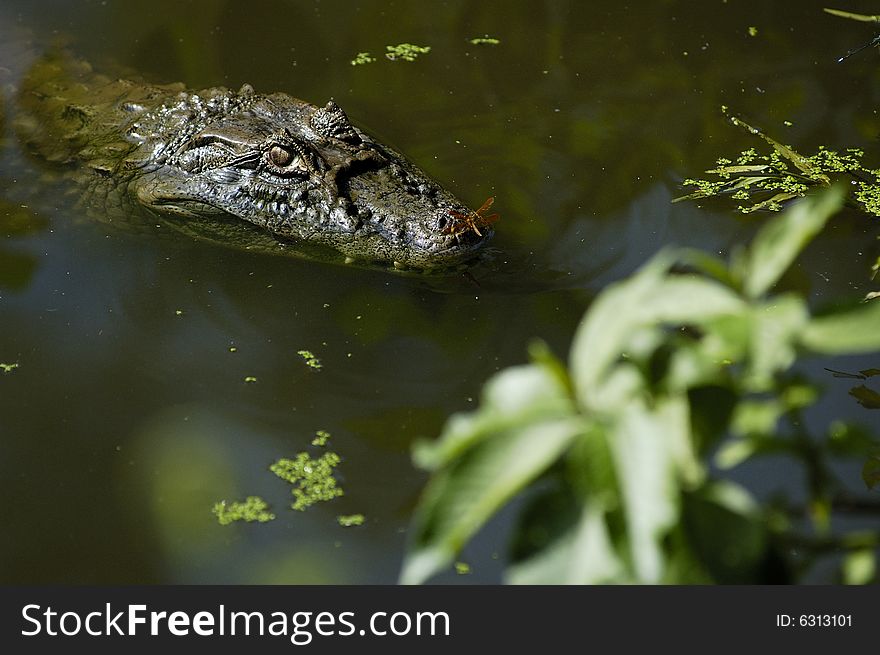 Alligator in natural abitat