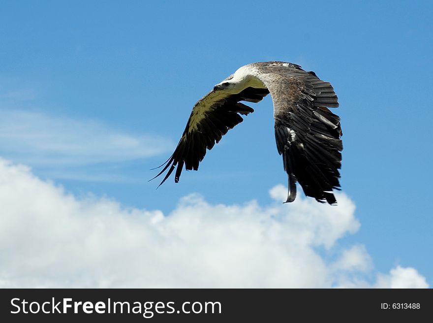 Sea eagle flying with wings in bow. Sea eagle flying with wings in bow