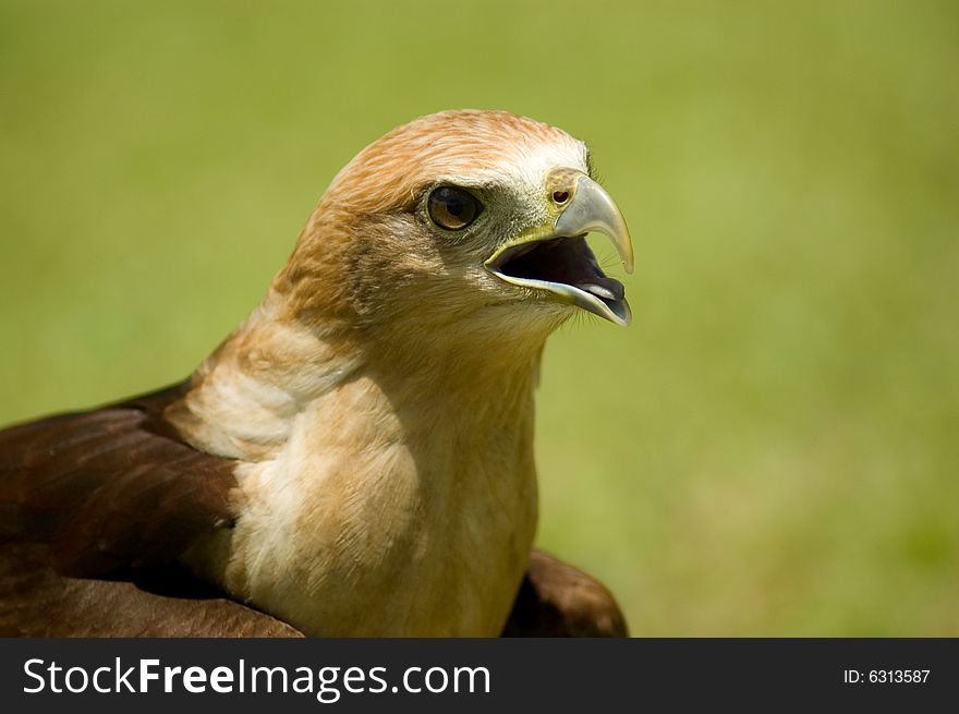 Hawk sitting on lawn with mouth open screaming. Hawk sitting on lawn with mouth open screaming