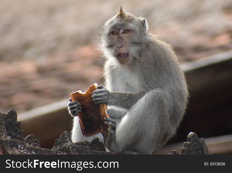 Monkey sitting on rooftop with toast in hands. Monkey sitting on rooftop with toast in hands