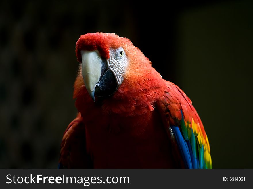 Scarlet Macaw Parrot - tropical bird, native to American rainforests