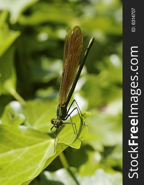 Macro of immature male Calopteryx virgo damselfly resting on riverside foliage in the summer sun, including background. Macro of immature male Calopteryx virgo damselfly resting on riverside foliage in the summer sun, including background