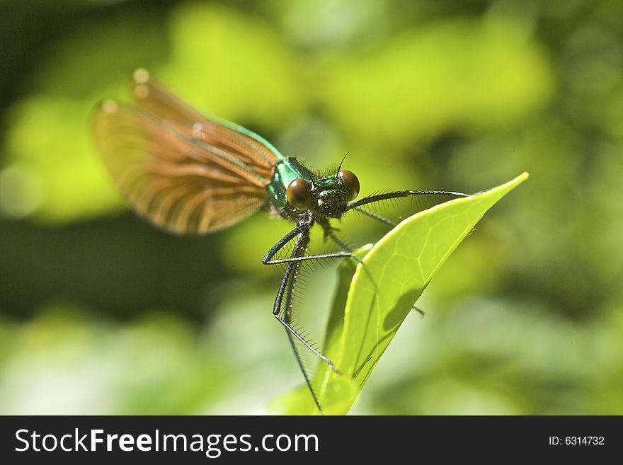 Macro of immature male Calopteryx virgo damselfly resting on riverside foliage in the summer sun, including background in bokah. Macro of immature male Calopteryx virgo damselfly resting on riverside foliage in the summer sun, including background in bokah