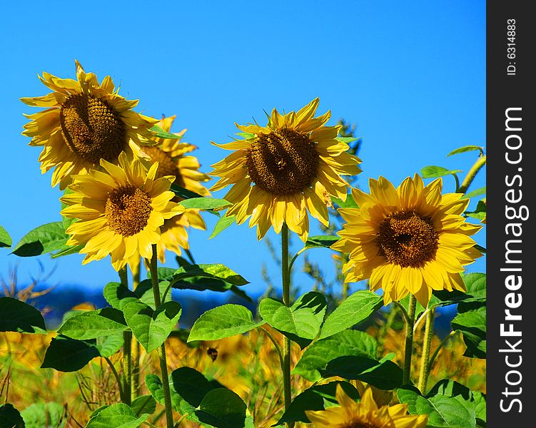 Bright Yellow Sunflower and Blue Sky. Bright Yellow Sunflower and Blue Sky