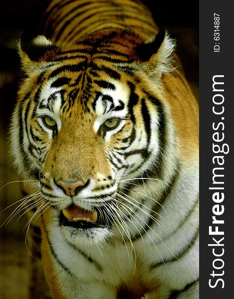 Portrait of a tiger at the zoo