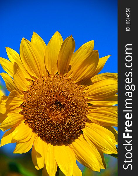 Bright Yellow Sunflower and Blue Sky