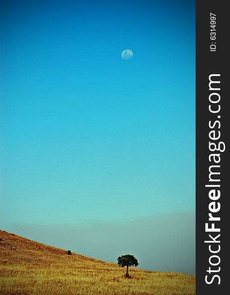 image of a lone tree in field with moon in the sky above. image of a lone tree in field with moon in the sky above.