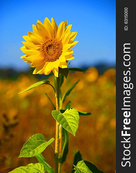 Bright Yellow Sunflower and Blue Sky