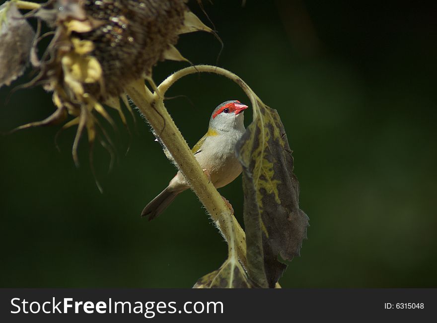 Small finch sitting on sunflower stem