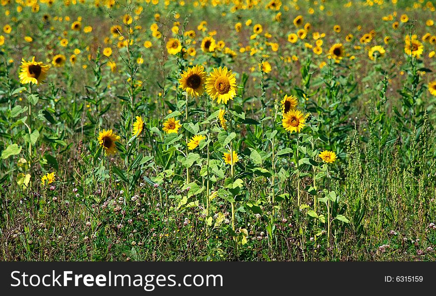 Bright Yellow Sunflower and Blue Sky. Bright Yellow Sunflower and Blue Sky